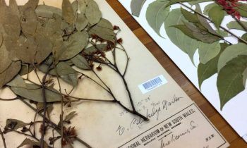 Cook’s Plants Among Those to be Digitized at Herbarium